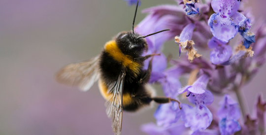 Celebrating the return of the bees with Seedball